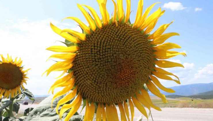 Ayçiçeğinde ’fark’ ödemesi: Yüzde 38’lik artış