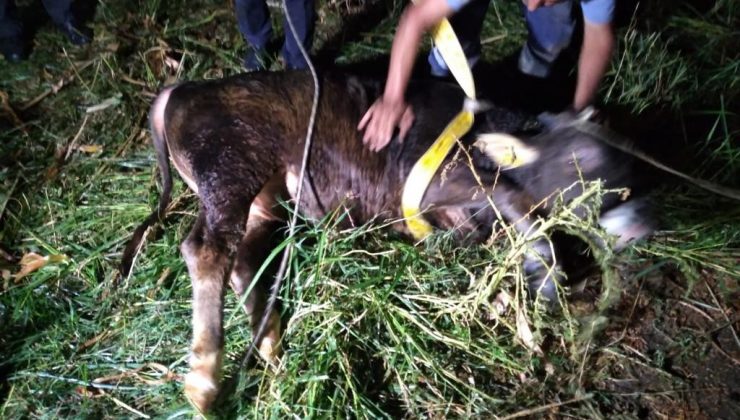 Aydın’da kuyuya düşen ineği itfaiye ekipleri kurtardı