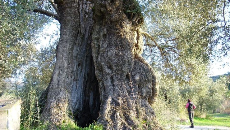 Aydın’da ölmez ağaç konuşuldu