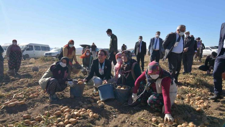 Bakan Yardımcısı Işıkgece patates hasadı yapan kadınlarla ürün topladı