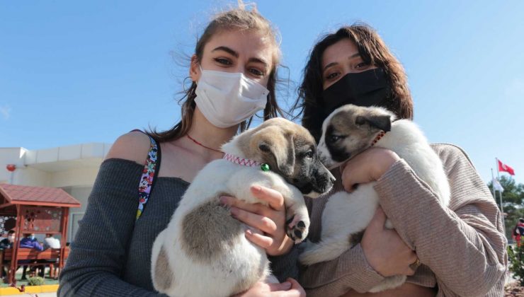 Balıkesir Büyükşehir Belediyesi’nden VetBüs