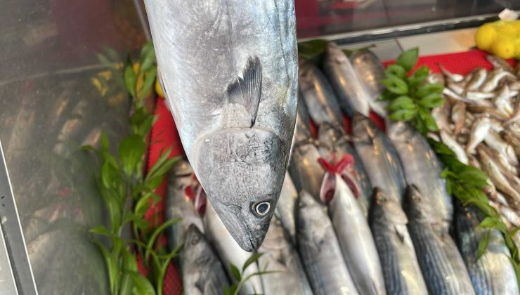 Batı Karadeniz’de hamsi azaldı, palamut tezgahtaki yerini aldı