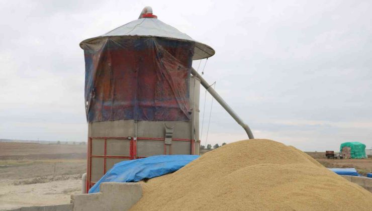 ’Beyaz altın’ çeltikte kurutma mesaisi başladı
