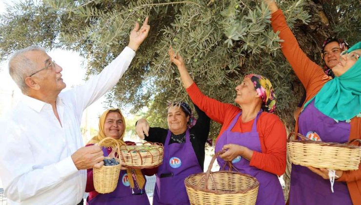 Bin 204 yaşındaki zeytin ağacı hasat edildi