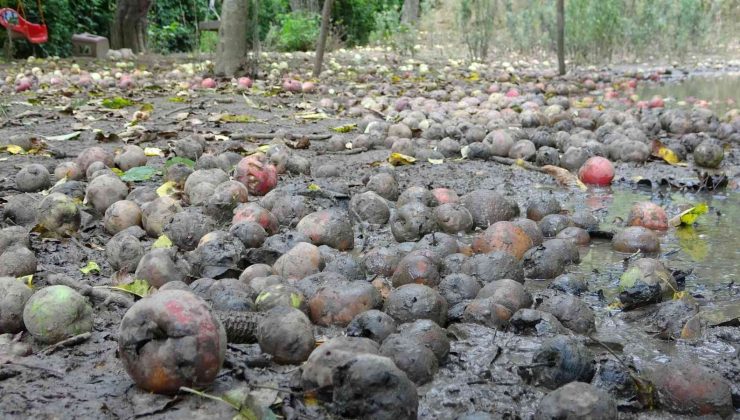 Binlerce ton meyve çürümeye terk edildi