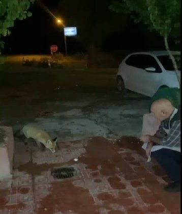 Sevimli tilki lokantanın daimi ziyaretçisi oldu