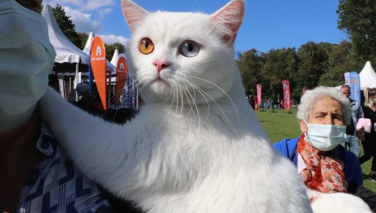 Birbirinden sevimli hayvanlar festivalin gözdesi oldu