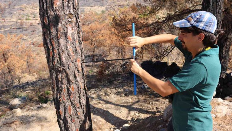 Bodrum’da yanan alanlar eski kimliğine kavuşması için akademisyenler çalışma başlattı
