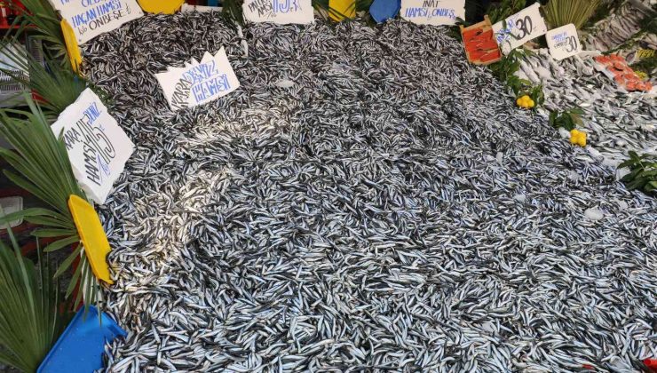 Bu sene balığa doyacağız, hamsi 15 liradan tezgâhları süslüyor