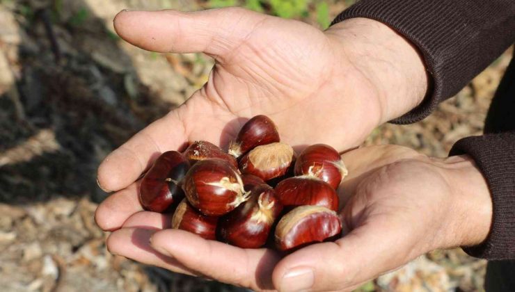 Bursa’da gal arısından temizlenen kestanede rekolte yüzde 70 arttı