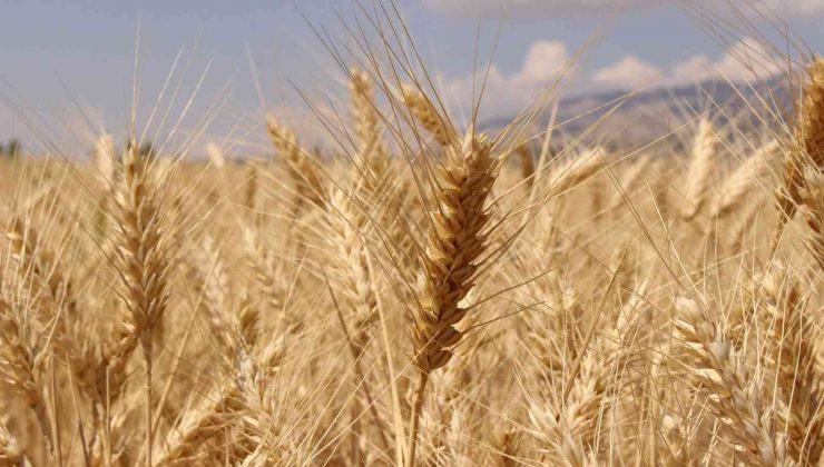 Büyükşehir Belediyesinden çiftçiye hibe buğday tohumu desteği