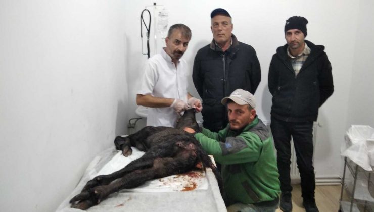 Çakallar manda yavrusunu yaraladı