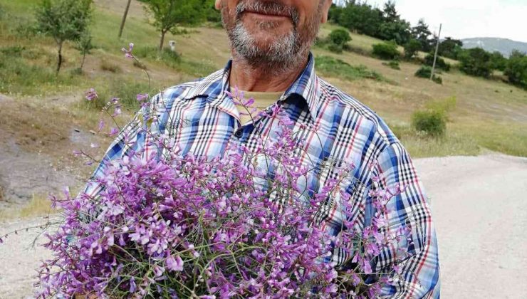 Çanakkale’de kaybolan yaşlı adam hala aranıyor