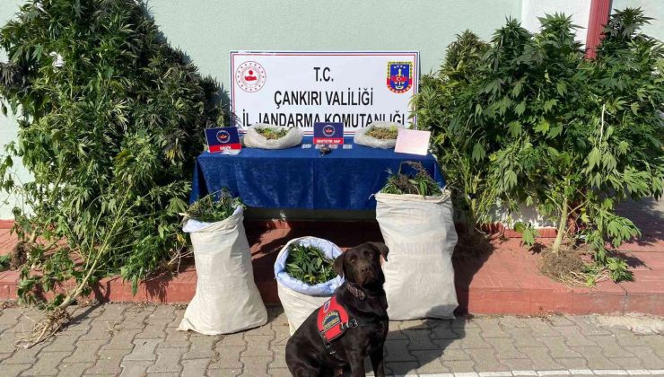 Çankırı’da uyuşturucu operasyonu: 1 tutuklama