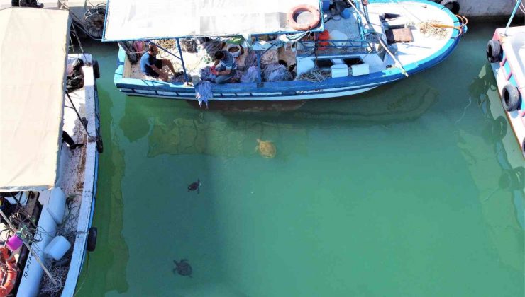 Carettalarla dost olan Mersinli balıkçılar, onları elleriyle besliyorlar