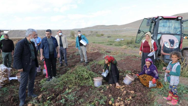 Çayırlı’da ayçiçeği, patates ve mısır hasadı sürüyor