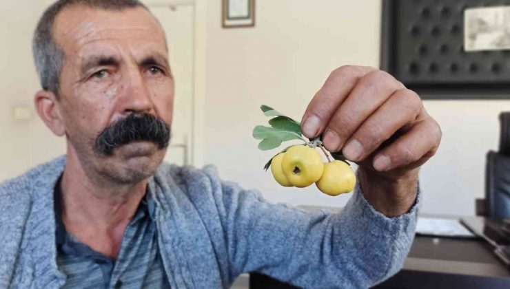 Ceviz büyüklüğündeki alıçlar görenleri şaşırtıyor