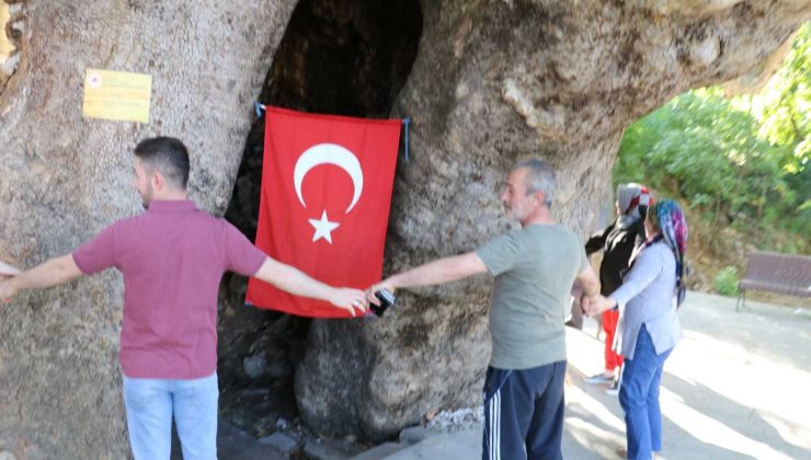 Çınar ağacını 15 kişi zor kucaklıyor
