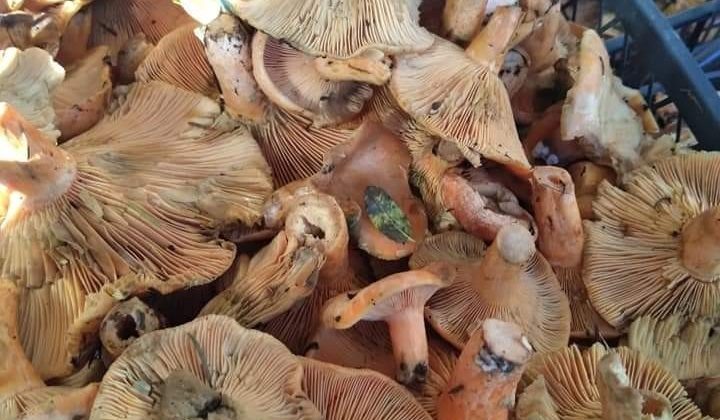 Çıntar tezgahlarda yerini almaya başladı