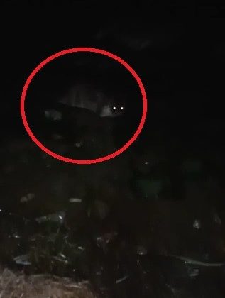 Deniz kıyısında midye yiyen su samuru kameraya yakalandı