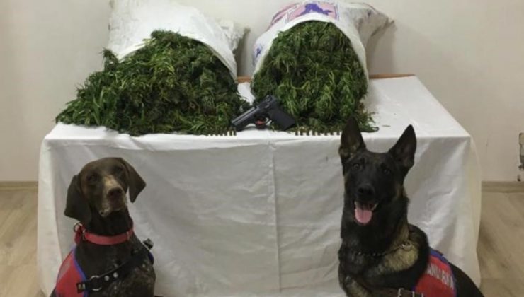 Denizli’de 18,8 kilo esrar ele geçirildi