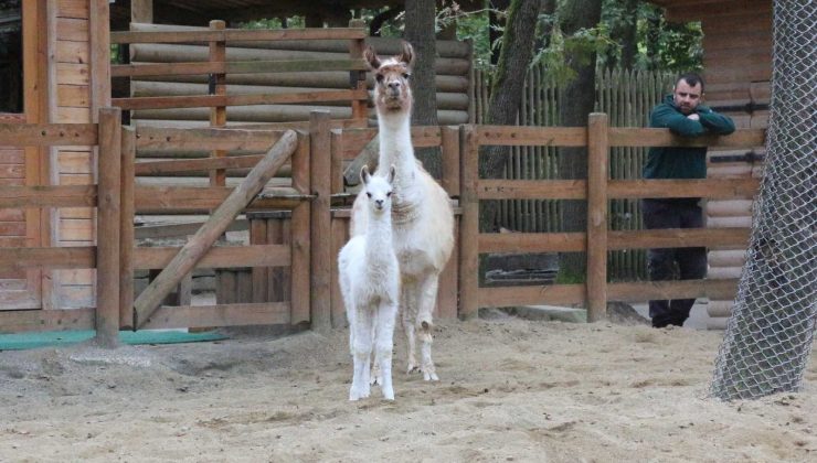 Doğal Yaşam Parkı, lamaya ilk kez anne sevincini yaşattı