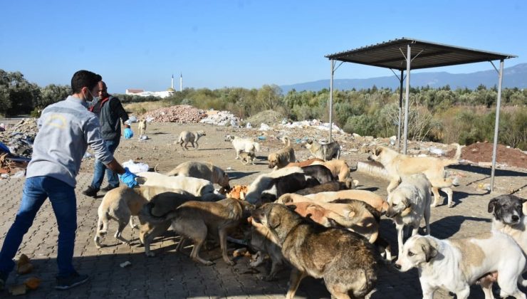 Edremit Belediyesi sokak hayvanlarını unutmuyor