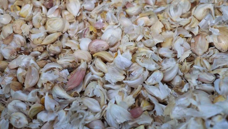 Elazığ’da ikinci ürün olarak sarımsak ekimi gerçekleştirildi