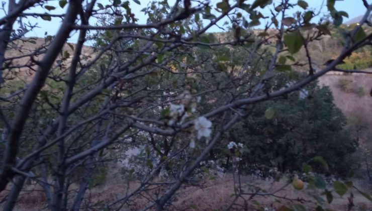 Elazığ’da yalancı bahara aldanan kiraz ağaçları çiçek açtı