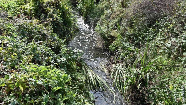 Fabrikalardan dereye salınan kimyasal atıklar mahalledeki seraları kuruttu