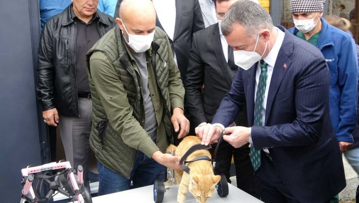 Felçli sokak hayvanları bu merkez ile özgürlüğüne kavuşacak