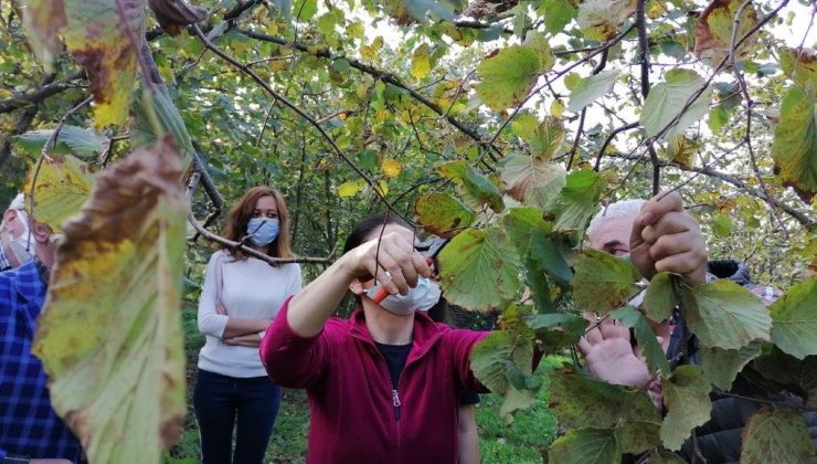 Fındığın verimini arttırmak için budama eğitimi verildi