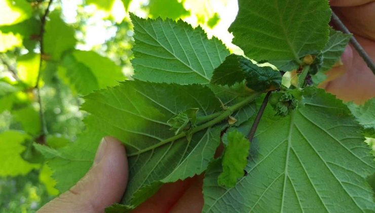 Fındık bahçelerinde ıslah çalışması başlıyor