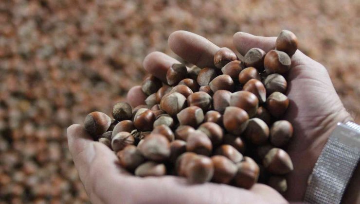 Fındık fiyatı haftaya yükselişle başladı