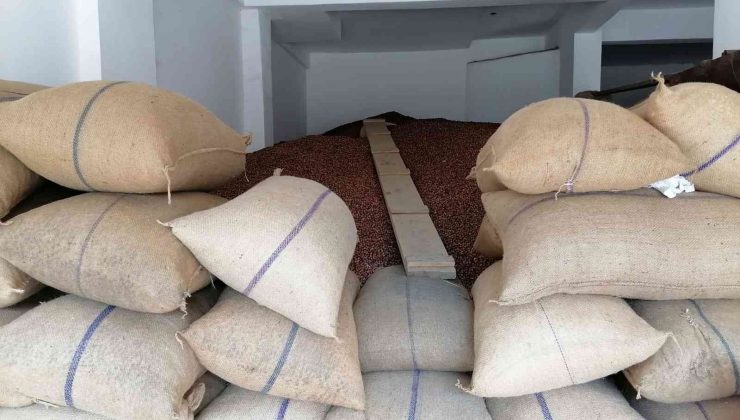 Fındık fiyatı haftayı 24,50 TL’den kapatıyor