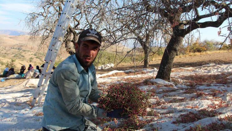 Fiyatı altınla yarışıyor, hasadına başlandı