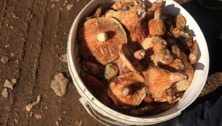 Fiyatını duyan ormana koştu