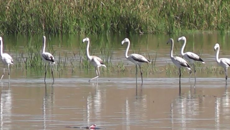 Flamingolar göç yolculuğunda Tokat’ta konaklıyor