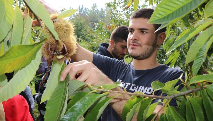 Hastalığa ve zararlılara dayanıklı kestanelerin hasadına başlandı