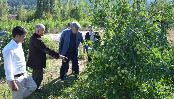 Hünnap ulusal pazarın gözdesi oldu