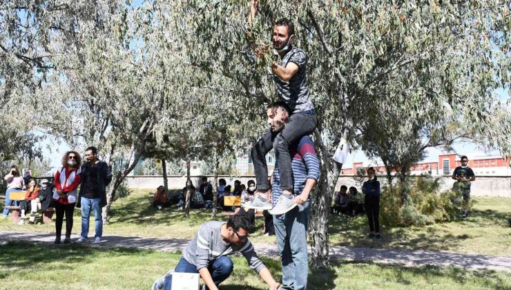 İğde hasat şenliğinde iğde toplayıp kıyasıya yarıştılar