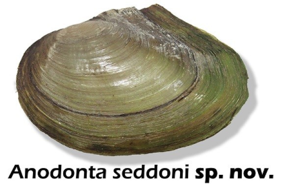 İki yeni midye türü keşfedildi