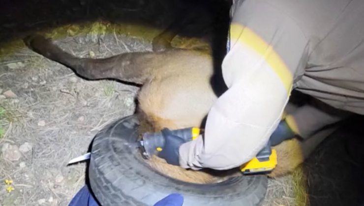 İki yıldır boynunda araba lastiğiyle dolaşan geyik kurtarıldı