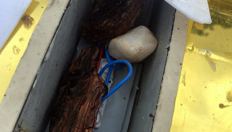 İlçenin ayva figürüne taşlı saldırı