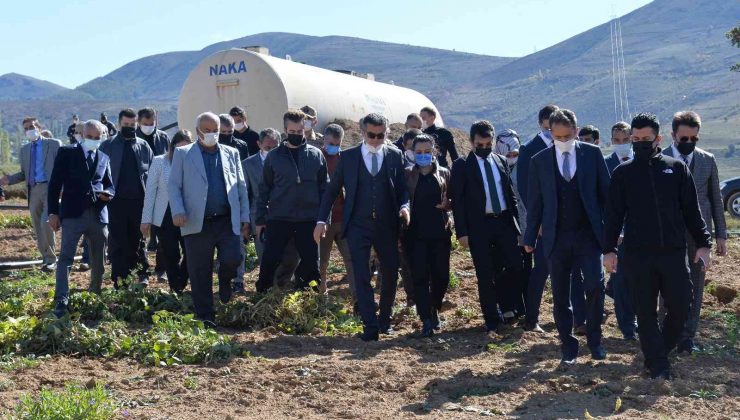 İspir Fasulyesi’nin hasadına başlandı