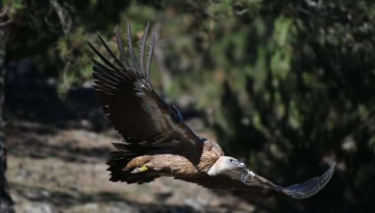 İsrail’de halkalanan Akbaba Akdağ’da görüntülendi