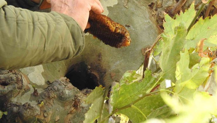 Kaçak kraliçe arı, 10 bin arıyla bulundu