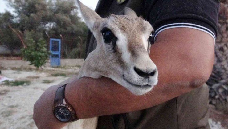 Kaçak yolla Mersin’e getirildiği düşünülen ceylan koruma altına alındı