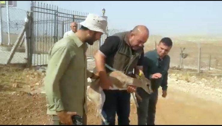Kaçak yolla Mersin’e getirilen ceylan Şanlıurfa’da doğal yaşam alanına salındı