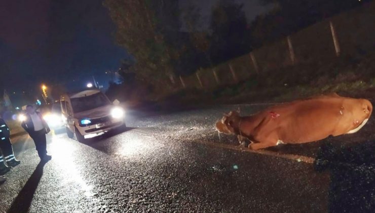 Kamyonetin çarptığı inek telef oldu